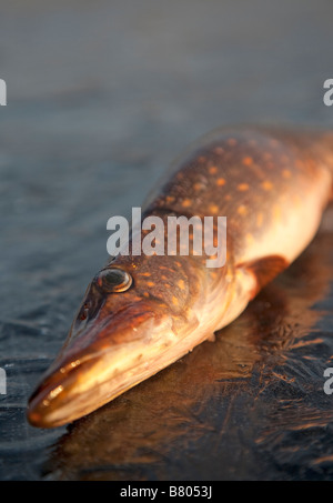 Closeup of an isolated freshly caught northern pike ( esox lucius )  head and eye  on black ice , Finland Stock Photo