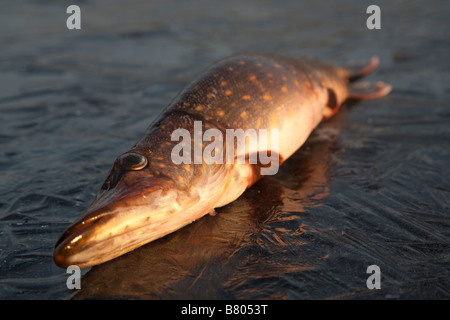 Low angle view of an isolated freshly caught northern pike ( esox lucius ) on black ice , Finland Stock Photo