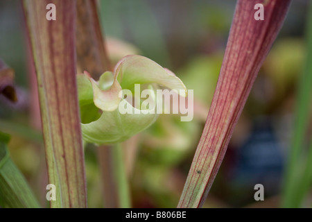 Sarracenia rubra Stock Photo