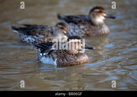 garganey Anas querquedula male in foreground Stock Photo