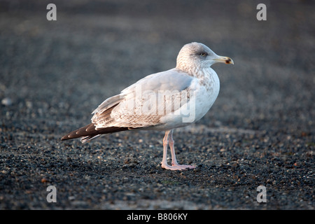 herring gull Larus argentatus second winter plumage Stock Photo