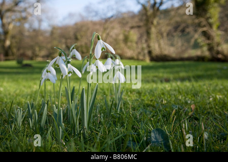 snowdrops in spring inny valley cornwall Stock Photo