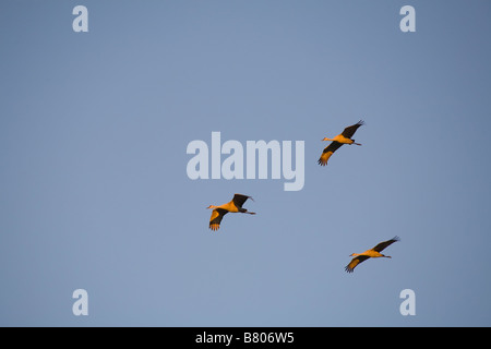 Sandhill Cranes Grus canadensis flying over the Celery Fields in Sarasota Florida Stock Photo