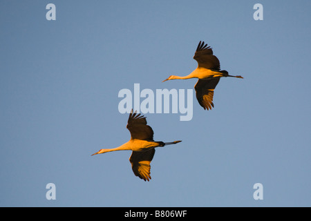 Sandhill Cranes Grus canadensis flying over the Celery Fields in Sarasota Florida Stock Photo