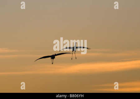 Sandhill Cranes Grus canadensis about to land in a pond at the Celery Fields in Sarasota Florida in a orange sunset sky Stock Photo