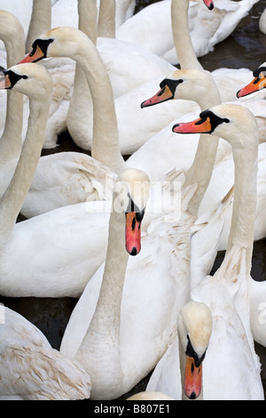 Mute Swans Stock Photo