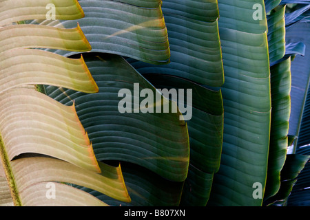 A row of banana leaves showing different colours as the sun hits them Stock Photo