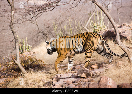 Non - Captive Bengal Tiger (Panthera Tigris Tigris) Walking Into the Jungle Undergrowth. Ranthambhore National Park, India Stock Photo