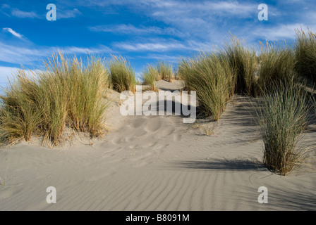 Sand dunes, Woodend Beach, Woodend, Waimakariri District, Canterbury, New Zealand Stock Photo