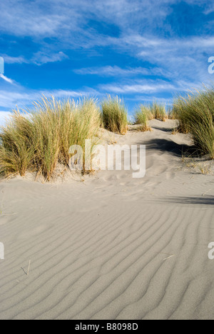 Sand dunes, Woodend Beach, Woodend, Waimakariri District, Canterbury, New Zealand Stock Photo