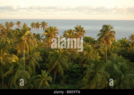 Horizontal picture of palm trees at sunrise with the ocean in the background.  Taken from a balcony with ocean views. Stock Photo