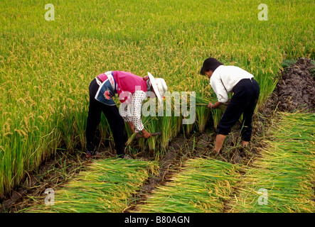 2, two, Bai people, ethnic minority, adult women, harvesting rice, rice field, rice paddy, Erhai Lake, Dali, Yunnan Province, China, Asia Stock Photo