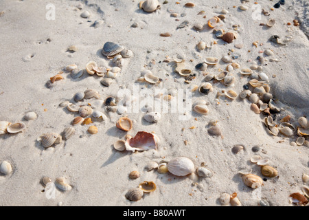 Shells on white sand beach at St Joseph Peninsula State Park Port St Joe Florida Stock Photo