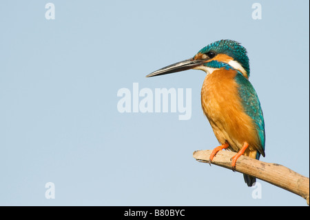 Common European Kingfisher perched on a stick over a water well in the indian countryside. Andhra Pradesh, India Stock Photo