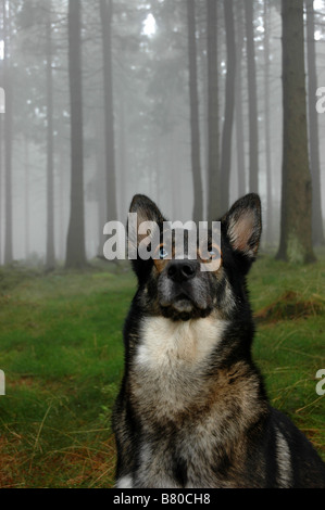 A German Shepherd Dog (Alsatian) mutt with one blue eye, in a foggy German forest. Stock Photo