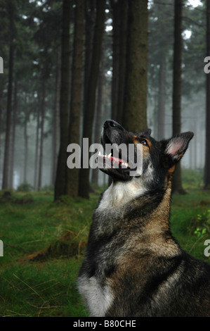 A German Shepherd Dog (Alsatian) mutt in a foggy German forest. Stock Photo