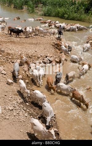 A drove near a river Omo valley Ethiopia Africa Stock Photo