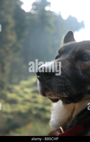 A German Shepherd Dog (Alsatian). Stock Photo