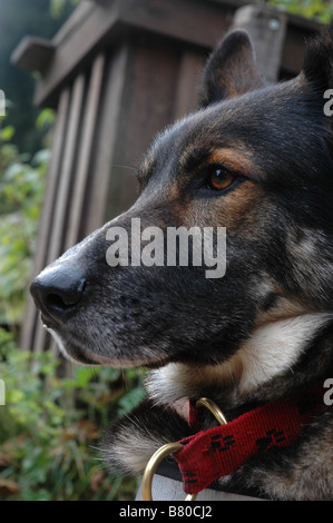 A German Shepherd Dog (Alsatian). Stock Photo