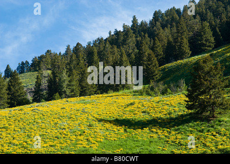 Field of dandelions on a sloping hill with a forest in the background Stock Photo