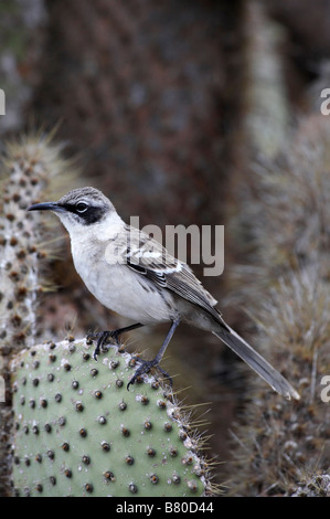 Mockingbird, Nesomimus parvulus, perched on giant droopy prickly pear cactus, Opuntia spp echios var echios at South Plaza Islet, Galapagos Islands Stock Photo