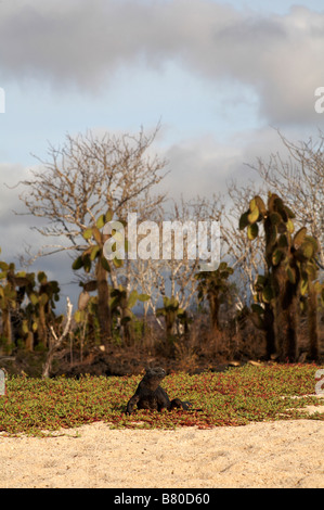 Galapagos Marine iguana, Amblyrhynchus cristatus hassi, crawling towards the beach at Dragon Hill, Santa Cruz Island, Galapagos Islands in September Stock Photo