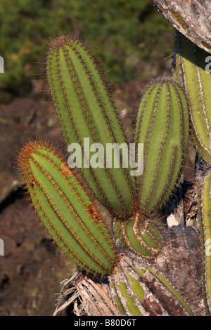 close up of Candelabra cactus, Jasminocereus thouarsii var delicatus growing at Punta Moreno, Isabela Island, Galapagos Islands in September Stock Photo