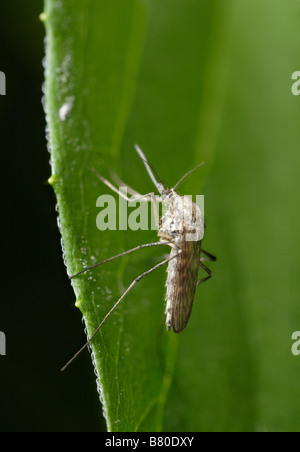 Culex pipiens, a common mosquito Stock Photo