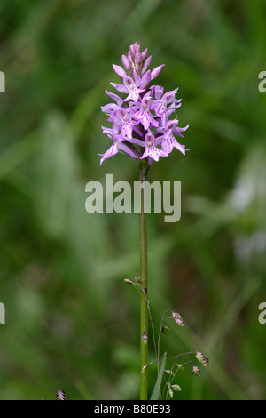 Heath Spotted Orchid, Dactylorhiza maculata Stock Photo