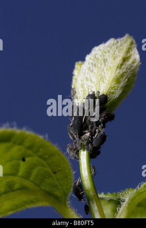 Blackfly colony on a stem (Aphis fabae, Black Bean Aphid) Stock Photo