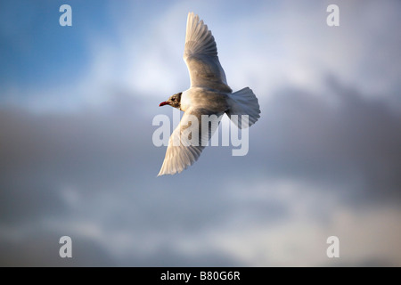 mediterranean gull Larus melanocephalus flight winter Stock Photo