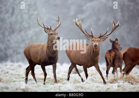 red deer Cervus elaphus stags in winter