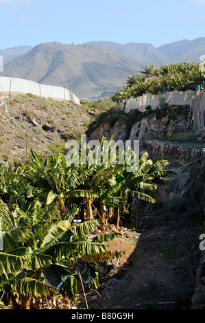 Banana plantation partly under netting covers on the southern coast of Tenerife Canary Islands Stock Photo