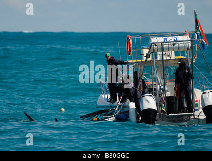 Shark cage diving Stock Photo