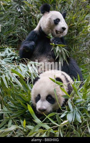 Giant Pandas mother and cub in the bamboo bush Wolong Sichuan China Stock Photo
