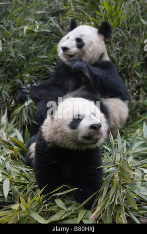 Giant Pandas mother and cub in the bamboo bush Wolong Sichuan China Stock Photo