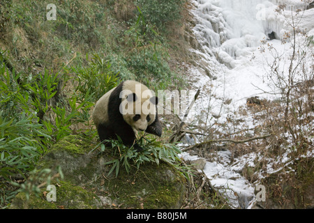 Giant panda by frozen waterfall Wolong Sichuan China Stock Photo