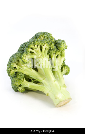 A head of fresh broccoli on a white background Stock Photo