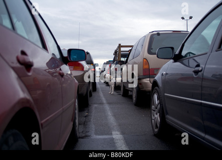 K-9 bomb-sniffing dog peering between cars at a ferry terminal. Stock Photo