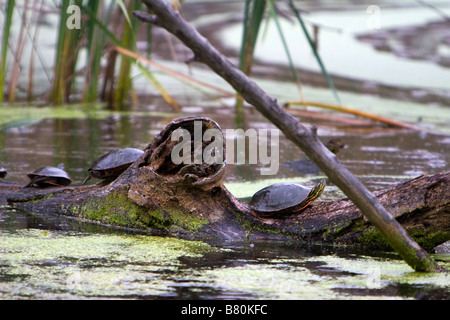 Painted Turtle perched on a log looking up Stock Photo - Alamy