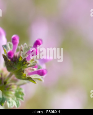 Common henbit, Lamium amplexicaulis, a wildflower commonly called an undesirable weed when invading lawns. Oklahoma, USA. Stock Photo