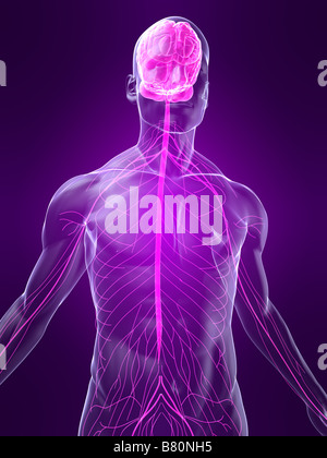 Human brain and nervous system Stock Photo - Alamy