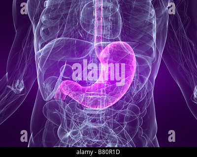 3D illustration of transparent glass stomach with shine and reflections ...