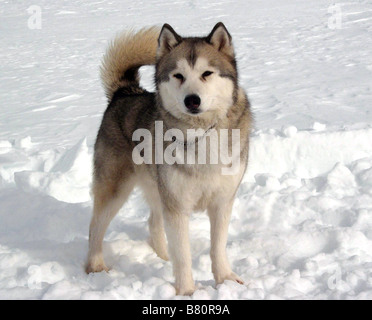 Antartica, prisonniers du froid - tournage Eight Below  Year: 2006 USA Maya  Director: Frank Marshall Stock Photo