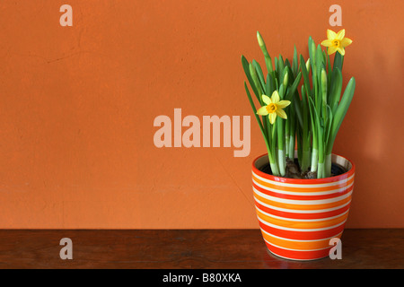 Fresh spring flowers blossoming in a pot on an ancient table in front of an orange wall Stock Photo