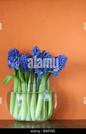 Fresh blue hyacinths blossoming in a glass vase in front of warm earthy colored wall Stock Photo