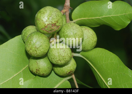 Miliusa hi-res stock photography and images - Alamy