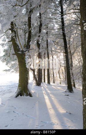 Sunshine through snow and trees on the Wrekin hill, Shropshire, England Stock Photo