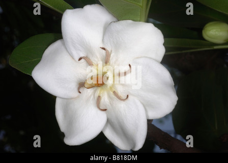 Flower of Tamilnadia uliginosa or Divine Jasmine.Family: Rubiaceae (Coffee family) Stock Photo