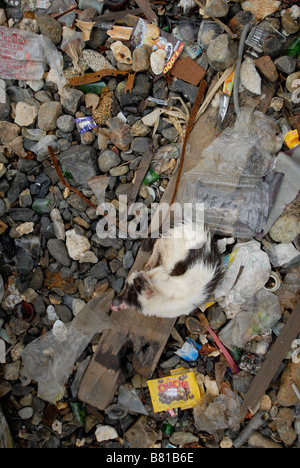 Sick cat in the rubbish of the waterfront in Jayapura, Indonesia. Stock Photo